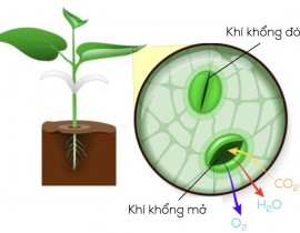 Cấu tạo Khí khổng- Môn KHTN