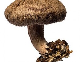 304886564-1707298169637186-6175205675123251446-n.jpg
