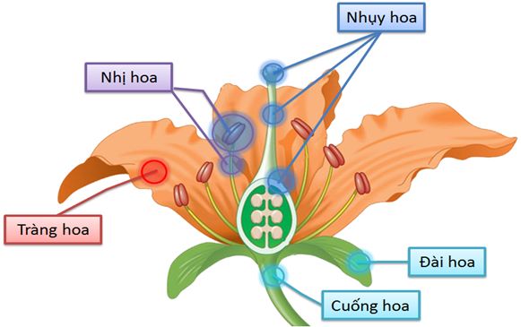 Dạy học Stem - SINH HỌC 6: CÁC LOÀI HOA