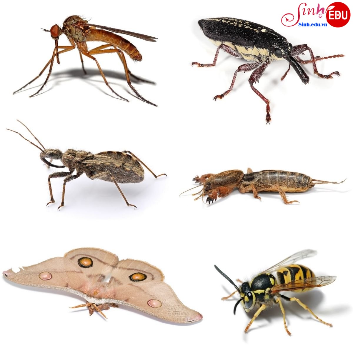 Hoat dong tim hieu ve Con trung