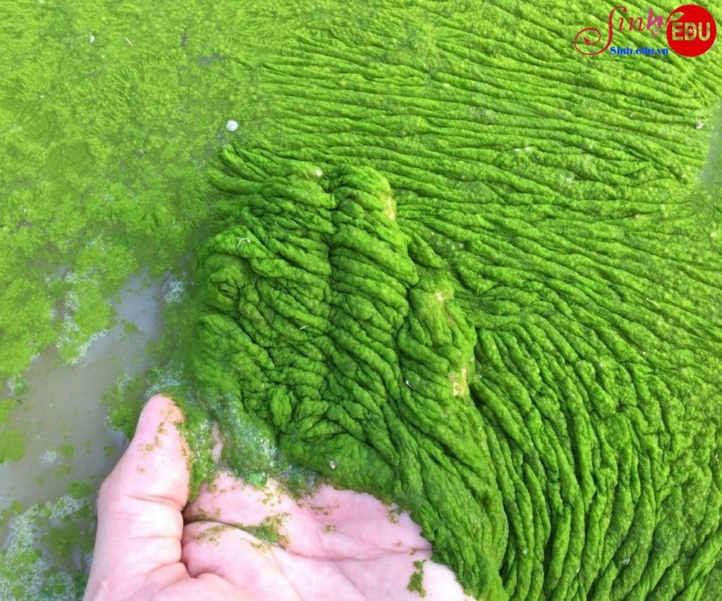 SINH SÔI TRONG CHIẾC LỌ